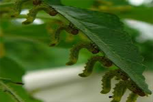 Afrika yı Saran Tırtıllara Çare Bulundu