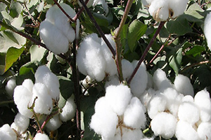 Beyaz Altın da Üretim Her Geçen Yıl Artıyor