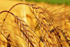 Hububatta Yüzde 75 e Varan Verim Düşüklüğü