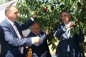 Kiraz Hasat Şenliği