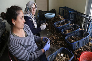 Köylülerin Yeni Geçim Kapısı Oldu