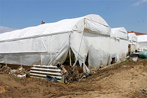 Çiçek Üreticileri Devletten Destek Bekliyor