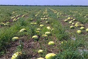 Adana Afet Kapsamına Alınsın