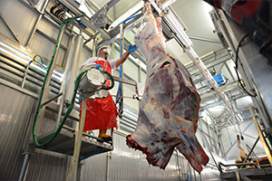 Büyükşehir den Modern Mezbaha