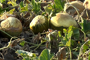 Binlerce Dönüm Sebze Sıcaktan Yandı