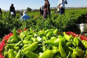 Üreticiye İntihar Et Deniyor