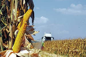 Buğdayda Fiyat Düştü Mısırda da Düşmeden Taban Fiyat Açıklanmalı