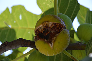 Kurtuluş ta Bin 100 Dekar İncir Zarar Gördü