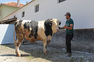 Otomobil Fiyatına Boğa