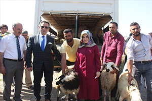 Genç Çiftçilere Küçükbaş Hayvan