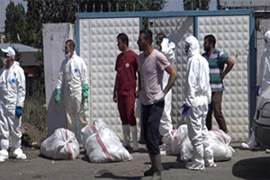 Filipinler de 400 Bin Kümes Hayvanını İtlaf Edilecek