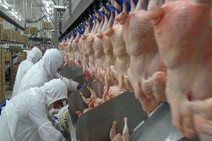 19 Piliç Şirketine Soruşturma Açıldı