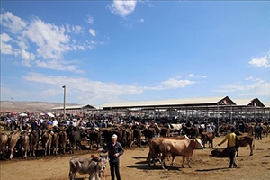 Kurbanlık Hayvan Konusunda Sıkıntı Yok