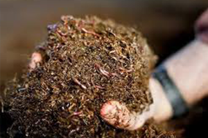 Pis İşlerle Uğraşma Diyenlere İnat Başarıyı Yakaladı