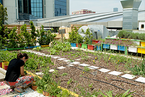 Plazalar Arası Hasat Şenliği