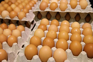 Zehirli Yumurtaya Bakanlık İncelemesi