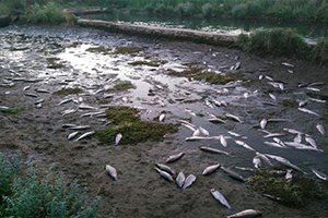 Dere Yatağı Değişince Tesisteki 120 Bin Alabalık Telef Oldu