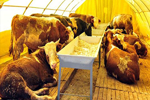 Kurbanlıkların Kilosu 18 TL den Başlıyor