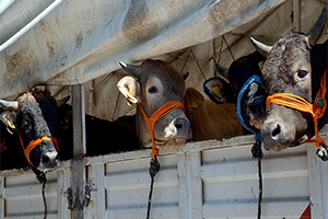 Kurbanlıklar 17 Ağustos ta İstanbul a Gelecek