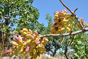 Antep Fıstığı Bir Mahallenin Geçim Kaynağı Oldu