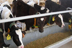 Kurbanlık Hayvan Nakillerinde Uyulması Gereken Kurallar