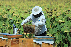 Arıcılıkta En Bal lı Yıl