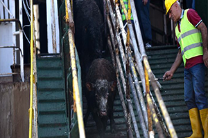 ESK Güney Amerika dan da Besilik Sığır İthal Edecek