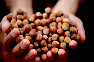 Fındık Harmana İndi Rekolte Ve Fiyat Tartışmaları Başladı