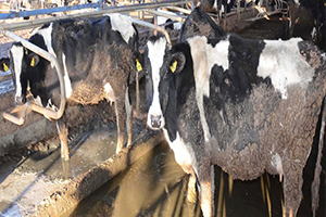 Mozart ı Çaldı Süt Üretimini Arttırdı