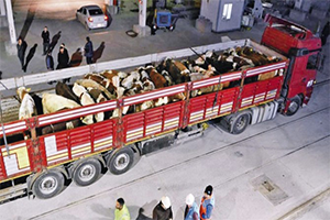 Devlet Kilosu 3 95 Dolara Besilik Sığır İthal Edecek