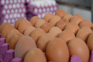 Böcek İlaçlı Yumurtalara Macaristan da da Rastlandı