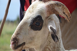 Bakışları Canlı Kurbanlık Alın