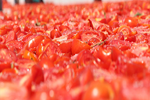 Prof Dr Aziz Ekşi Plastik Kaplardaki Salça İnsan Sağlığına Zararlı