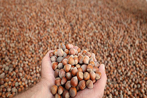 Tarım Bakanı Fakıbaba dan Fındık Alımı Açıklaması