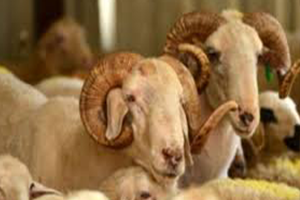 Kurban Bayramı na Doğru