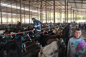 Ağrı dan Batı İllerine 165 Bin Kurbanlık