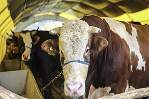 Kızılay Kurban Hisse Bedellerini Açıkladı