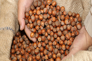 TMO'nun Fındık Alımı, Piyasayı Nasıl Etkiler?