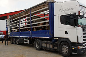 Doğu Anadolu dan Batı İllerine Kurbanlık Sevkıyatı Başladı