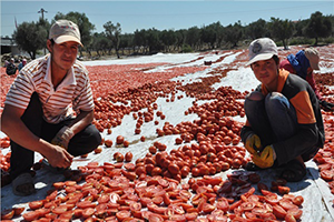Suriyeli Mültecilere Tarım Eğitimi Verilecek