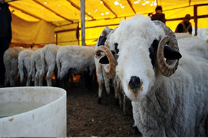 Gıda Tarım ve Hayvancılık Bakanı Fakıbaba dan Kurbanlık Açıklaması