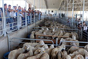 Koyun ve Keçilerde Verimliliği Artırma