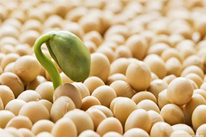 GDO lu Dört Ürüne İzin