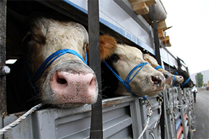 Kurban Sayısı Ülkelerin Hayvan Varlığıyla Yarışıyor