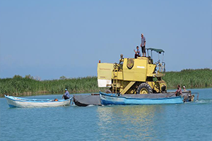 Hasat İçin Biçerdöverini Gölde Yüzdürdü