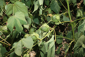 Kuraklığa Tolerant Pamuk Islahı