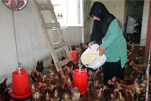 5 Tavukla Başladı Şimdi 500 Tavuğu Var