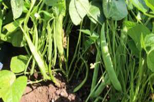 Fasulye Burdurlu Çiftçinin Yüzünü Güldürdü