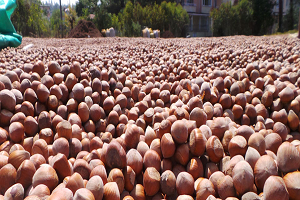 Fındık Üreticisine ŞOK