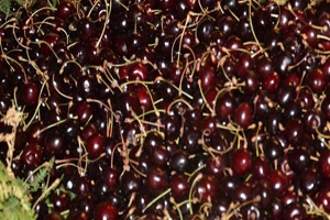 Türk Kirazı Hava Kargoyla Dünyaya Açıldı